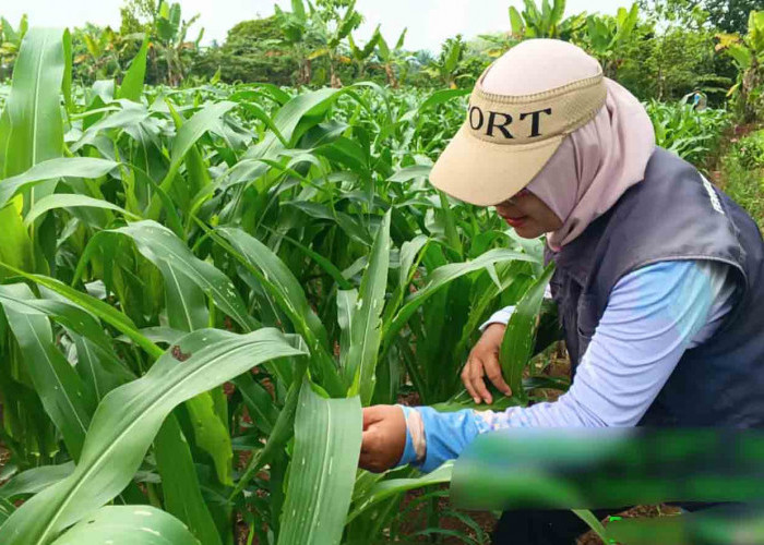 Ajak Petani Musi Rawas Kendalikan Hama Ulat Grayak dengan Cara Tepat