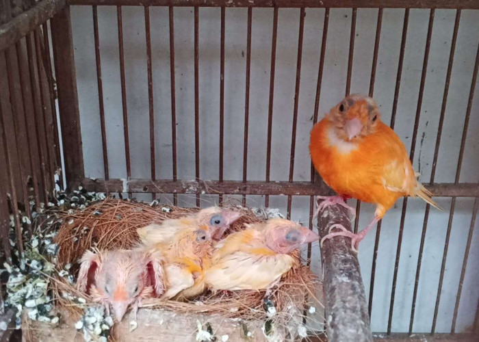 Tren Budidaya Kenari Merah Lokal di Kediri Terus Meningkat