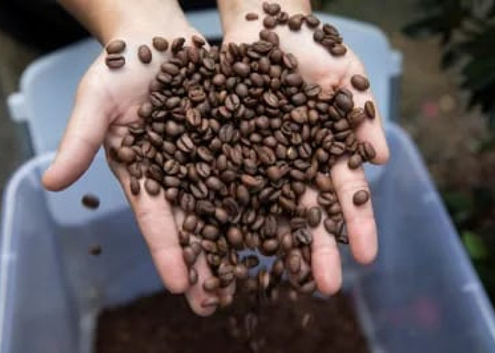 Rahasia Panjang Umur Terungkap! Studi Baru: Minum Kopi Bisa Tambah 2 Tahun Hidup Sehat