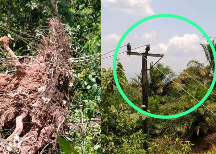 Pohon Tumbang di Sukarame, Lahat, Sebabkan Pemadaman Listrik di Kecamatan tebing tinggi Terdampak