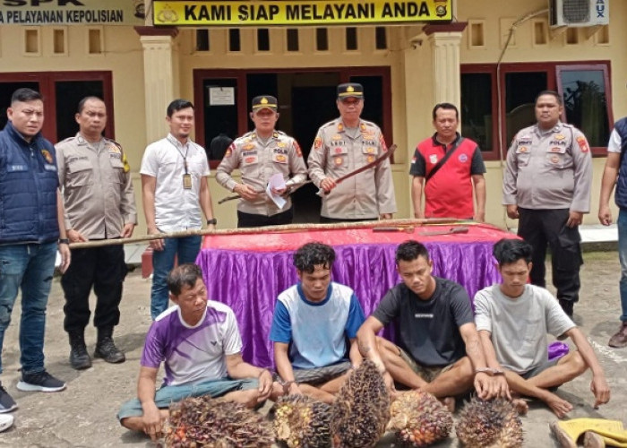 Empat Pencuri Sawit Dibekuk Polisi, Satu Pelaku Berhasil Kabur