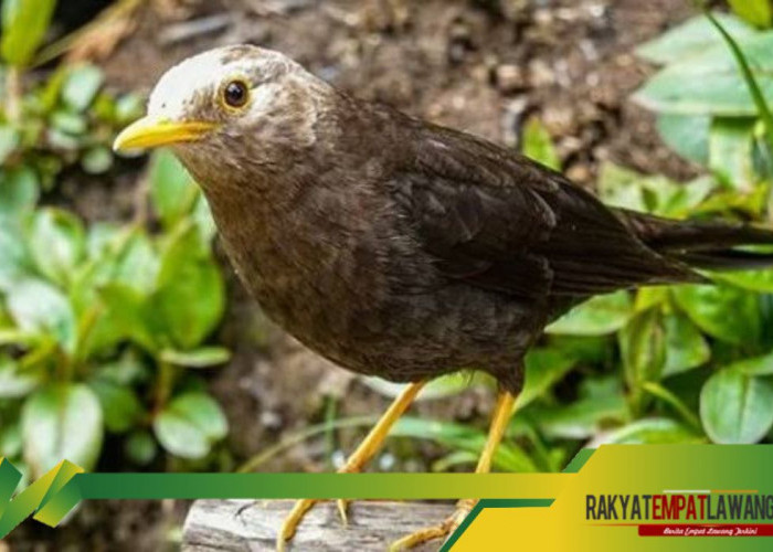 Mengulik Mitos Burung Kyai Jalak: Pertanda Kedatangan