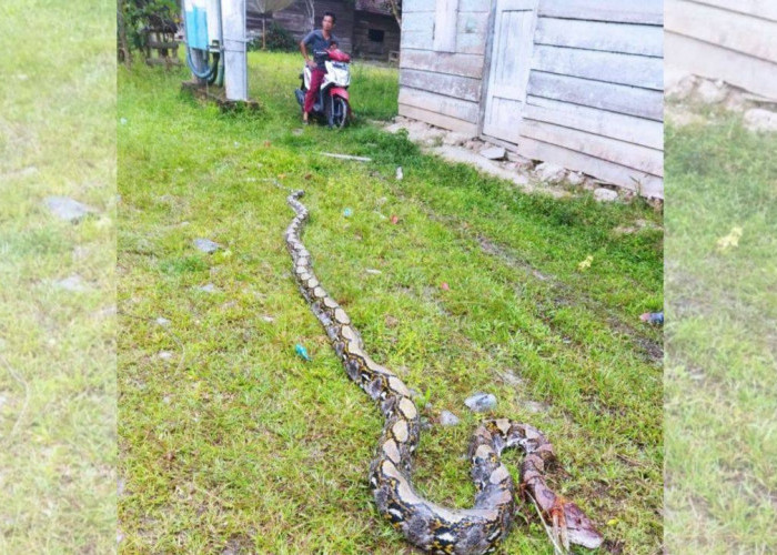 Tragis!!, Petani Karet Tewas Dililit Ular Piton Sepanjang 6 Meter