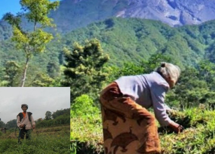 Kehidupan Petani di Lereng Gunung Tetap Berjalan Normal Meskipun Erupsi Marapi