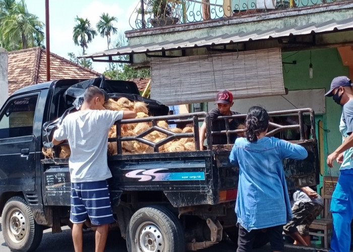 Harga Kelapa di Sanga Desa Melonjak Tajam, Warga dan Pedagang Kecil Mengeluh