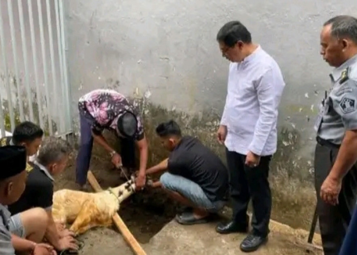 Lapas Kelas IIB Empat Lawang Laksanakan Penyembelihan Hewan Kurban Idul Adha 1446 H