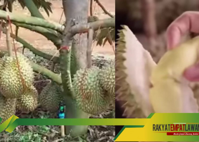 Teknologi Pertanian Durian China 2023: Berhasil menanam 2450 Ton Durian, Jenis Durian Terbik Dunia