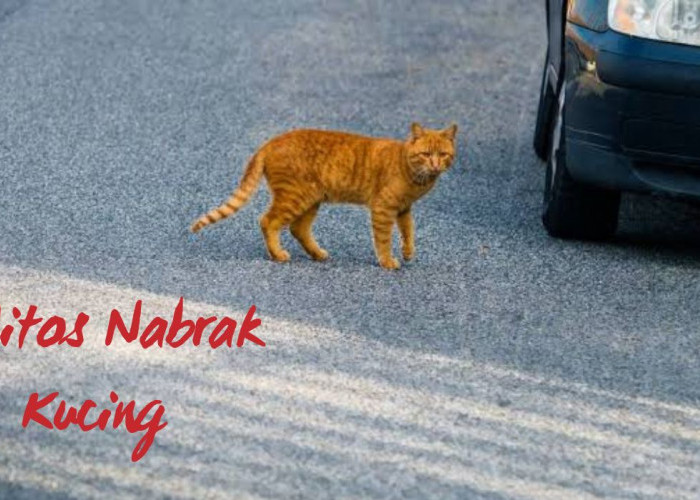 Nabrak Kucing: Mengungkap Mitos dan Fakta Hal Pembawa Sial