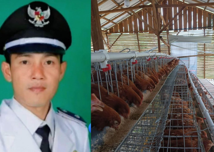 Desa Aur Gading Kembangkan Usaha Ayam Petelur Lewat BUMDes untuk Wujudkan Ketahanan Pangan