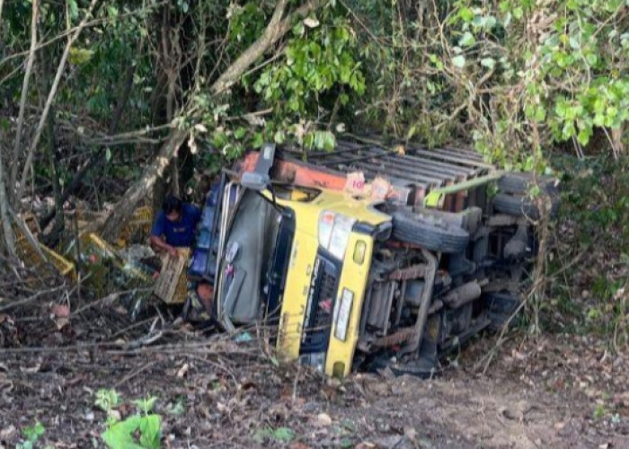 Truk Bermuatan 2.000 Ayam Terjun ke Jurang di Empat Lawang, Sopir: Mundur Tak Terkendali Karena Masuk Lubang