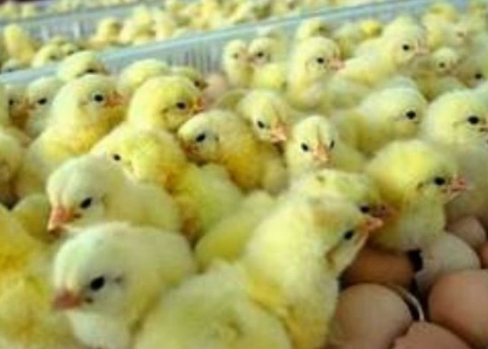 10 Larangan yang Harus Dihindari Jika Ingin Budidaya Ayam Boiler