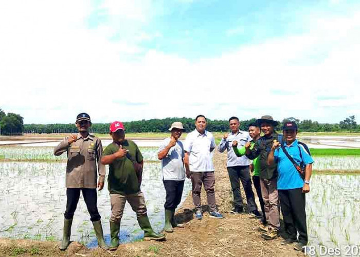 Lahan Subur, Panen Melimpah! Program Optimalisasi Lahan di Lubuk Seberuk Capai 70 Persen