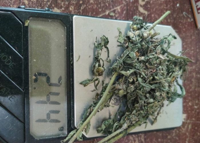 Ganja Dibeli Rp10 Ribu