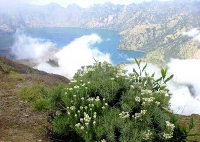 Misteri Mitos Bunga Sandar Nyawa (Edelweiss) di Gunung Rinjani