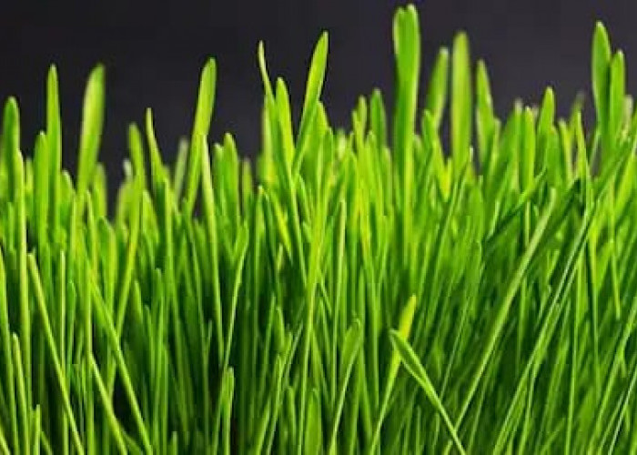 Keajaiban Wheatgrass, Superfood Hijau yang Bisa Anda Tanam Sendiri di Rumah!