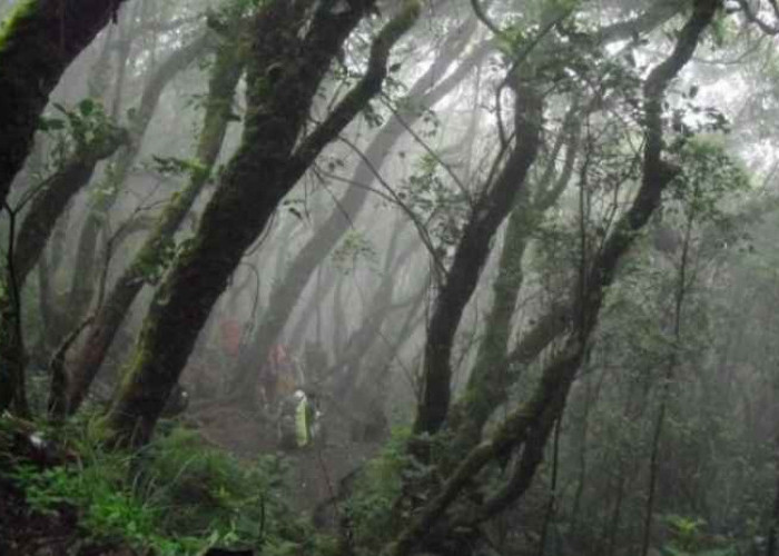 Seram! Kisah Mistis Pendaki Gunung Merbabu, Yogyakarta: Diterpa Kabut Tebal dan Suara-Suara Aneh