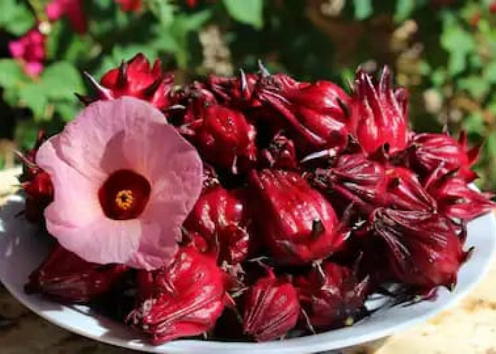 Rahasia Kecantikan Alami - Roselle, Si Superplant Merah dari Afrika yang Wajib Dicoba!