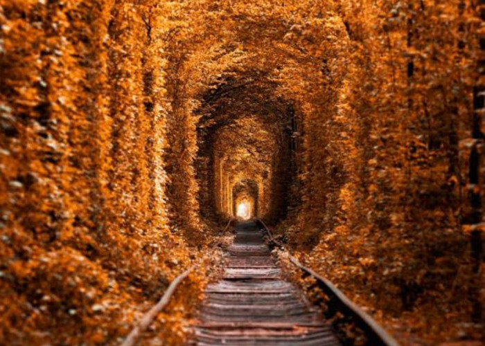 Pesona Romantis Terowongan Cinta: Destinasi Cantik di Ukraina