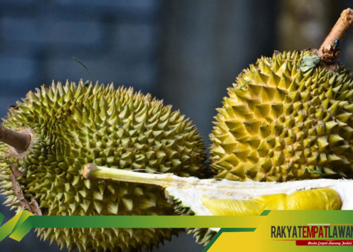 Rahasia Tahan Lama: 5 Cara Ampuh Menyimpan Durian yang Sudah Dibuka Agar Tetap Segar dan Lezat