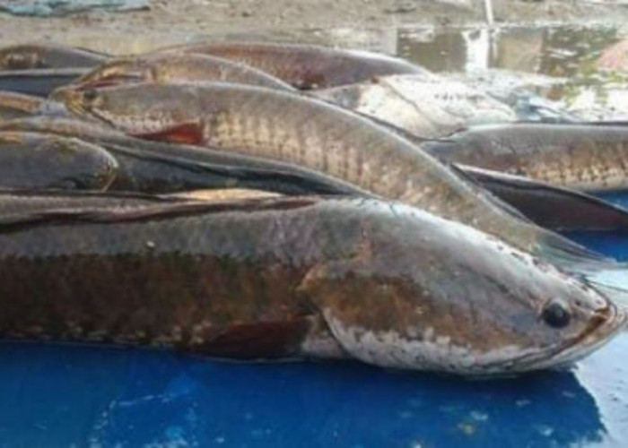 Wow!!, Harga Ikan Gabus Setara Harga Daging Sapi