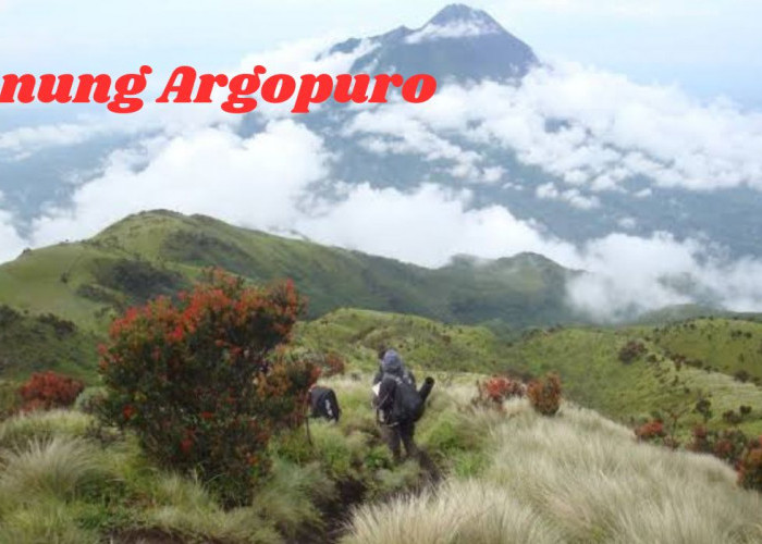 Misteri Alam Gunung Argopuro Keindahan yang Tersembunyi Hingga Terdapat Tumbuhan Langka