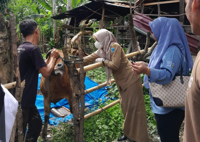 Pemkab Lahat Perketat Pengawasan Lalu Lintas Ternak Menjelang Ramadhan dan Idul Fitri