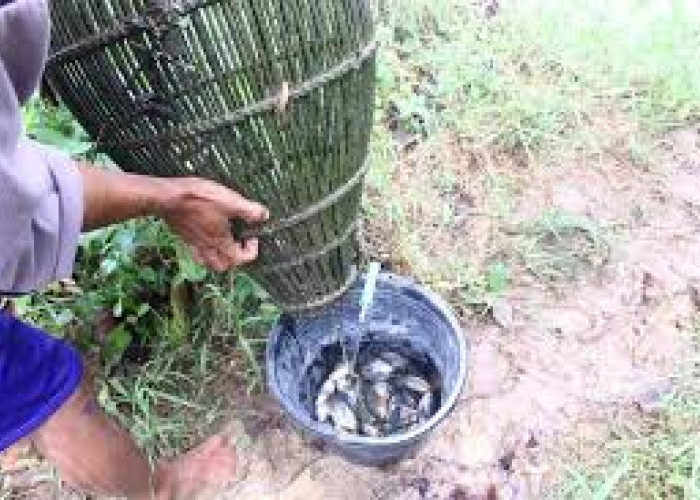 Tradisi Nenek Moyang, Menangkap Ikan Menggunakan Bubu Masih Lestari