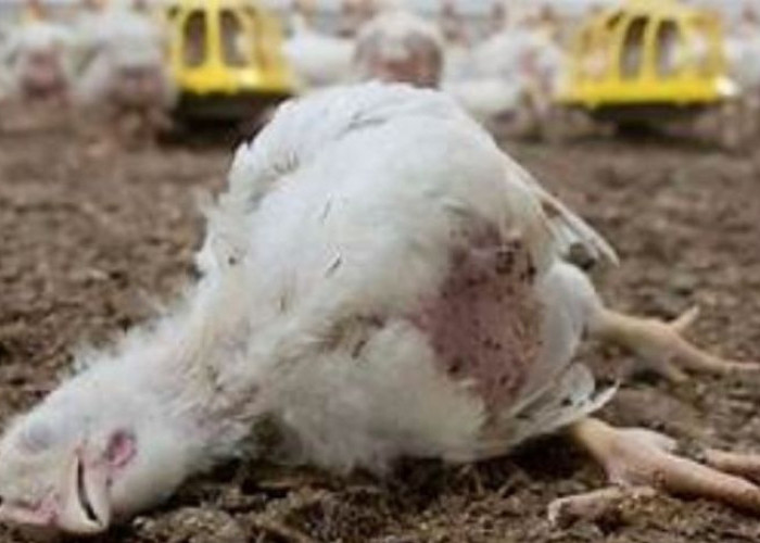 Tingkat Kematian Dalam Budidaya Ayam Boiler, Berikut Penyebab dan Upaya Pencegahannya