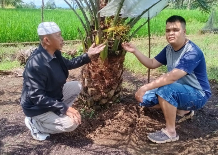 Budidaya Kurma Ada di Empat Lawang Inovasi Ustaz Tarmizi Menuju Destinasi Wisata Baru