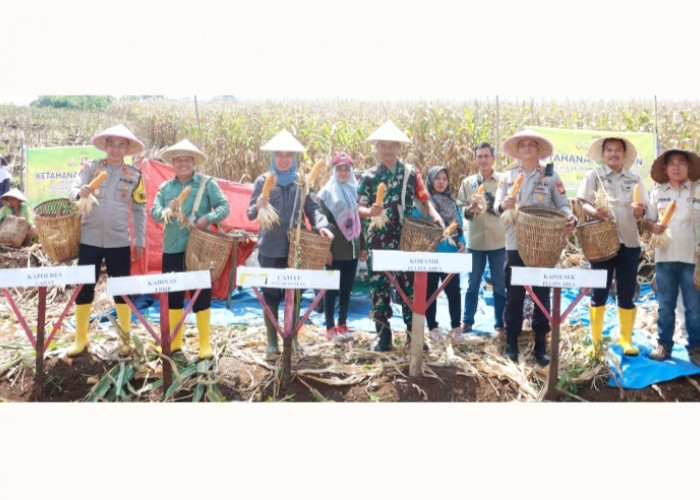 Polres Lahat Gelar Panen Raya Jagung Pakan di Desa Padang, Perkuat Ketahanan Pangan