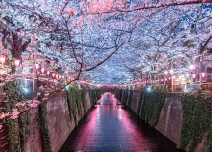 7 Destinasi Wisata Musim Semi di Jepang yang Wajib Dikunjungi