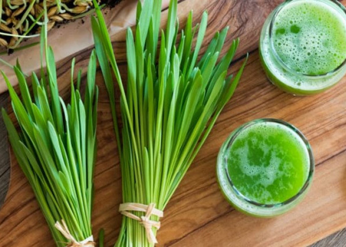 Manfaat Barley Grass untuk Kesehatan Ternyata Ampuh Detoks Hingga Cegah Penyakit Kronis!