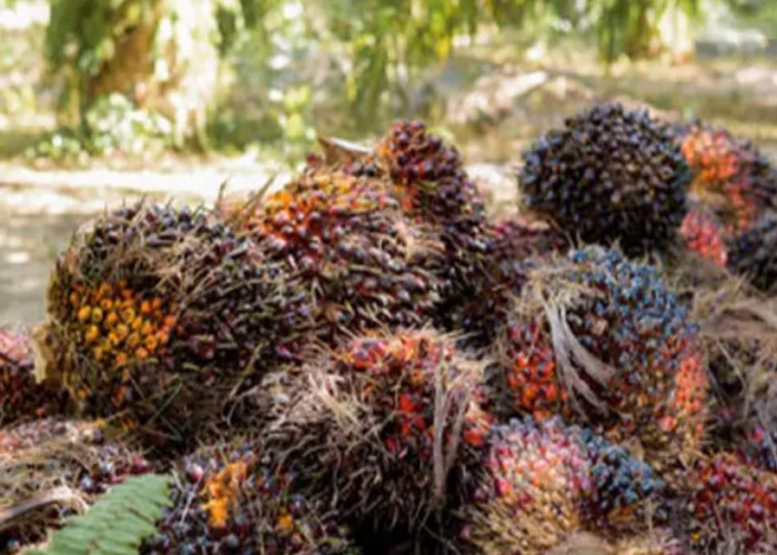 Harga TBS Sawit Sumsel Kembali Turun, Kini Rp 3.236/Kg