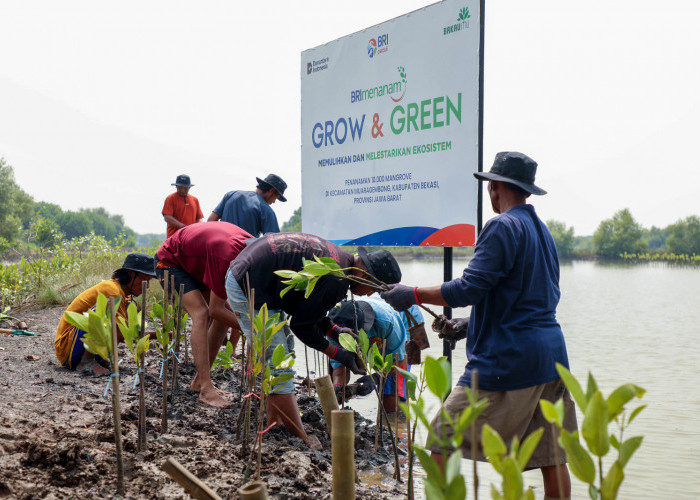 BRI Peringati Hari Mangrove Sedunia 2025, Tanam 10.000 Pohon untuk Selamatkan Ekosistem Pesisir