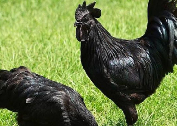 Punya Nilai Mistis, Berikut 5 Fakta Unik Ayam Cemani