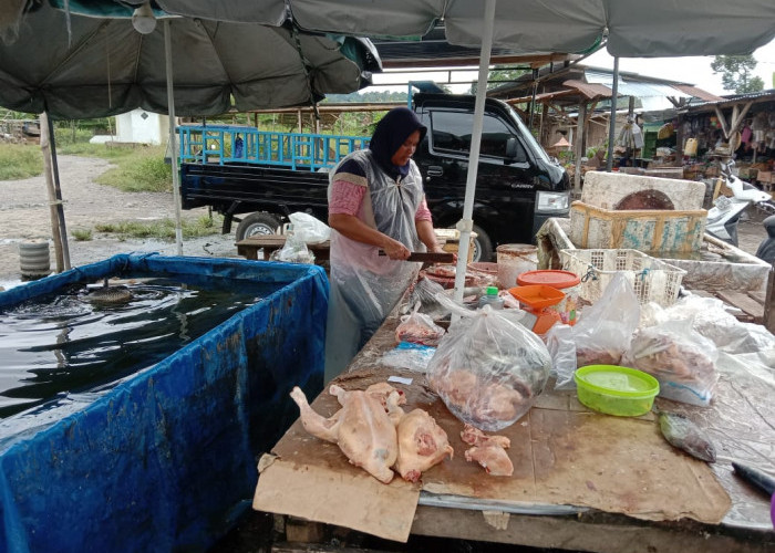 Paska Nataru Harga Ayam Masih Tinggi