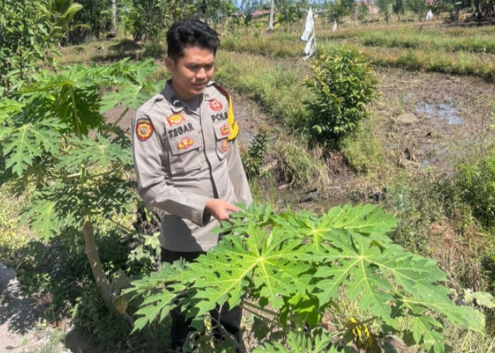 Bhabinkamtibmas Cek Pekarangan Bergizi di Kungkilan, Dorong Warga Wujudkan Ketahanan Pangan Mandiri