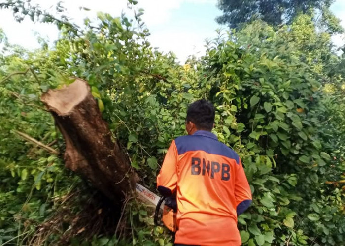 BPBD Muba Sigap Tangani Pohon Tumbang Akibat Cuaca Ekstrem di Sekayu