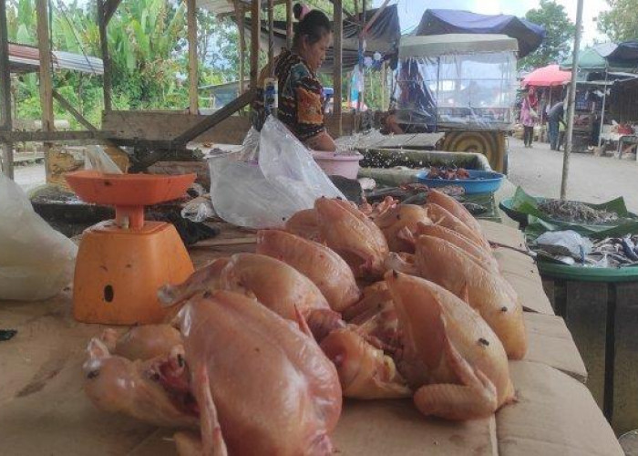 Harga Daging Ayam Masih Tinggi Usai Idul Adha 2025 di Empat Lawang