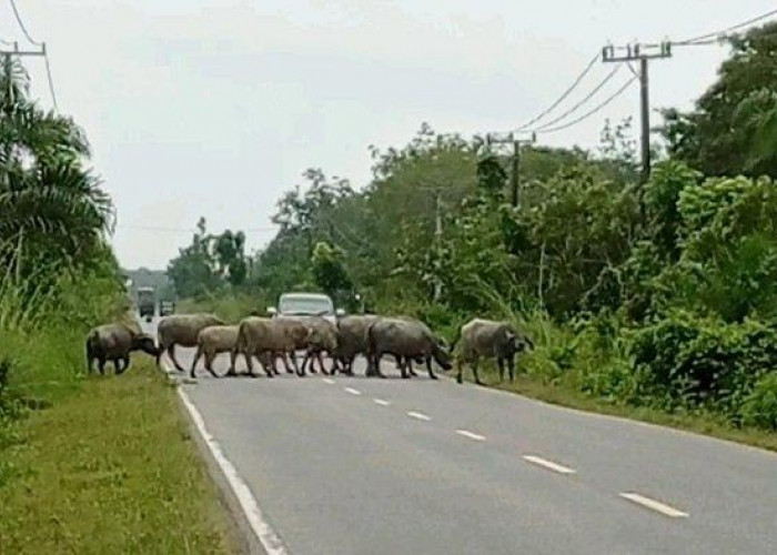 Satpol PP Muratara Gelar Razia Ternak di Jalinsum, Pemilik Terancam Denda