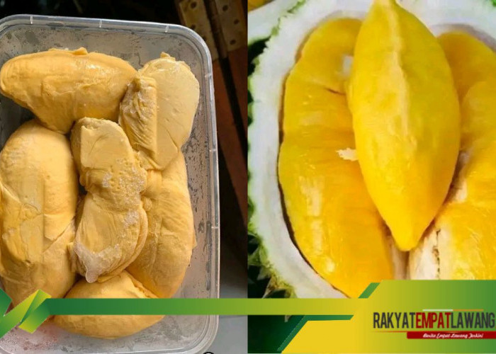 Viral Di Media Sosial Durian Tembaga Empat Lawang Menembus Pasar Nasional