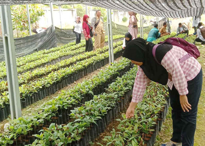 Potensi Perkebunan Selangit Musi Rawas: Petani Mulai Bergairah, Harga Kopi Diprediksi Naik Lagi