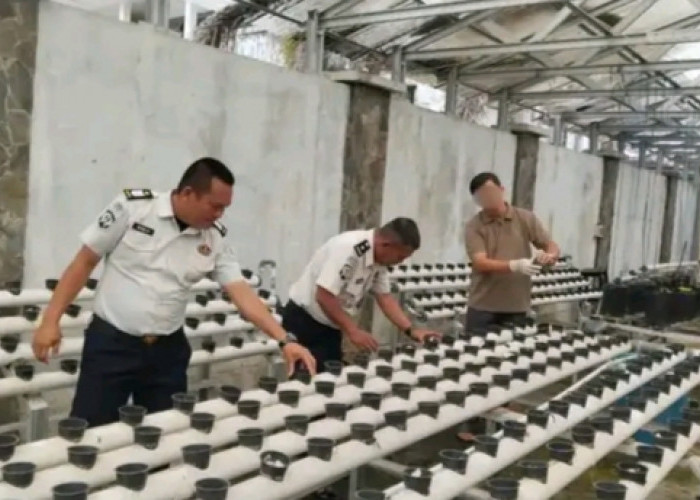 Lapas Empat Lawang Kembangkan Melon Belanda dan Hidroponik, Wujud Nyata Dukung Ketahanan Pangan Nasional