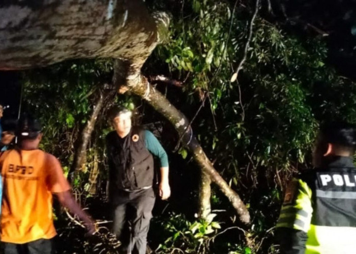 Sigap Personel Satuan Lalulintas Polres Empat Lawang Evakuasi Tumbangnya Pohon di Jalur Lintas Sumatera