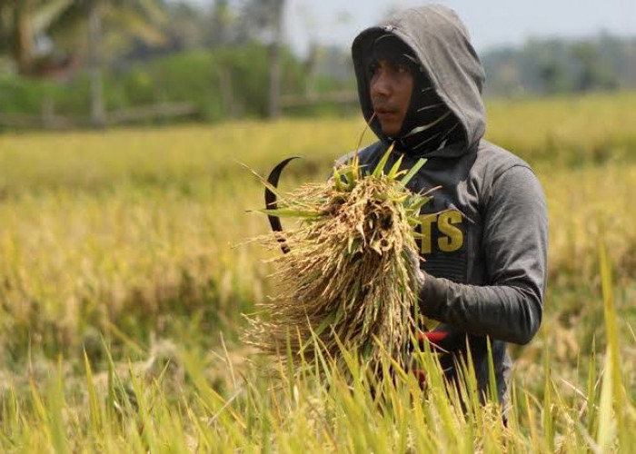 Harga Gabah di Sumsel Jatuh, Petani Menjerit!