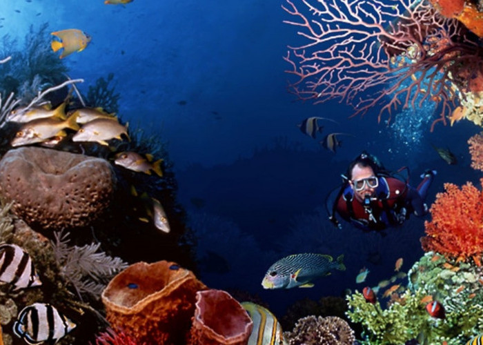 Surga Bawah Laut: Keajaiban Biodiversitas Pulau Jawa dan Terumbu Karangnya