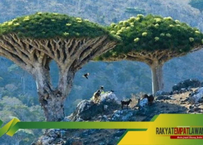 Pulau Aneh dari Dunia Lain, Yuk Intip Keunikan Socotra Yaman