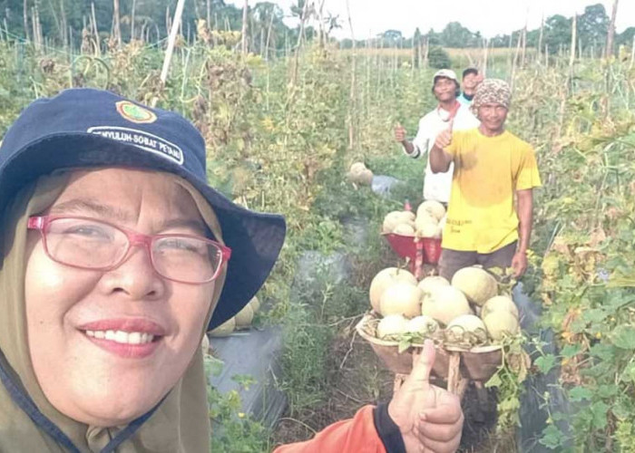 Petani Melon di Musi Rawas Terancam Gagal Panen Akibat Serangan Jamur