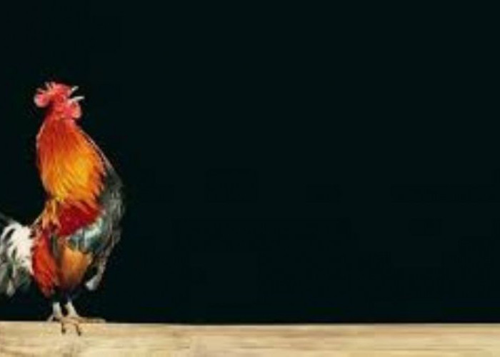 Mitos Ayam Berkokok Saat Tengah Malam, Benarkah Ada Hantu Gentayangan?