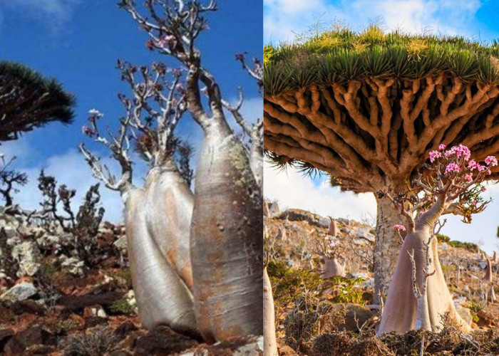 Mengungkap Misteri Pulau Socotra, 5 Fakta Unik dan Klaim Terkait Dajjal